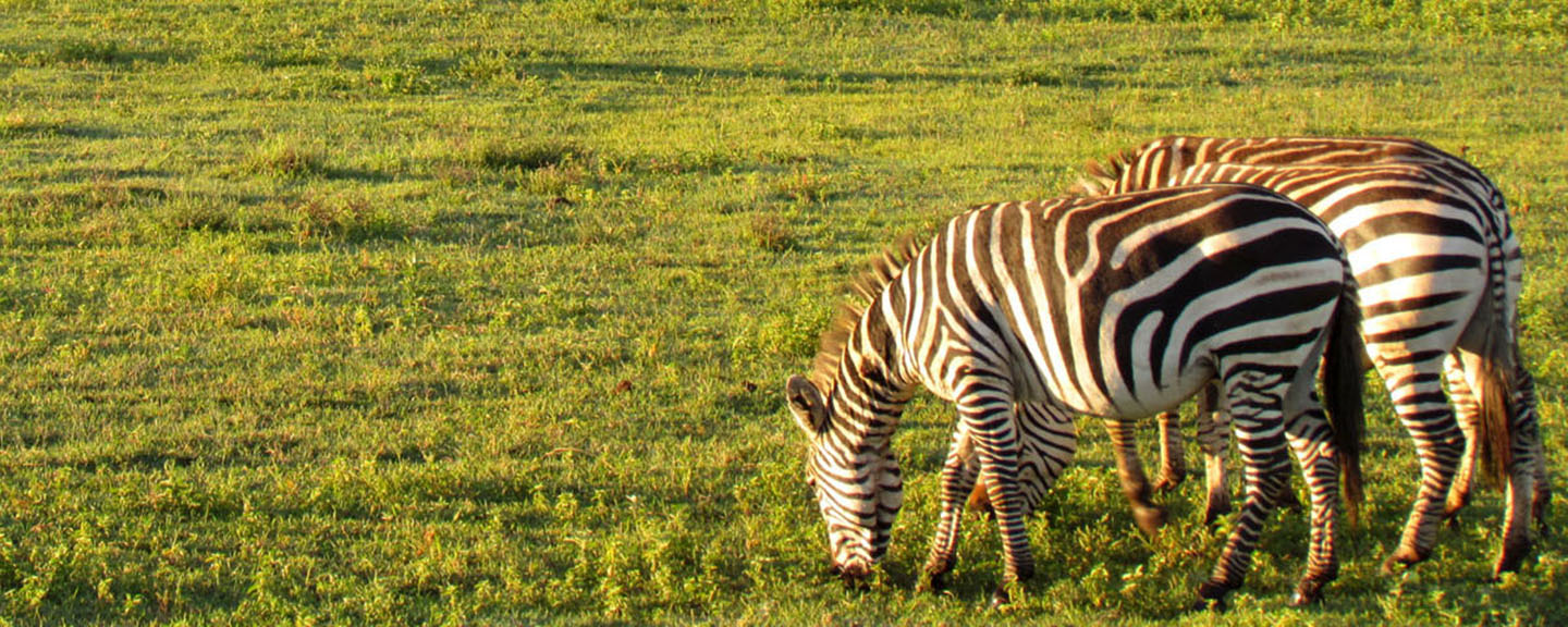 Tailor-made African Safaris