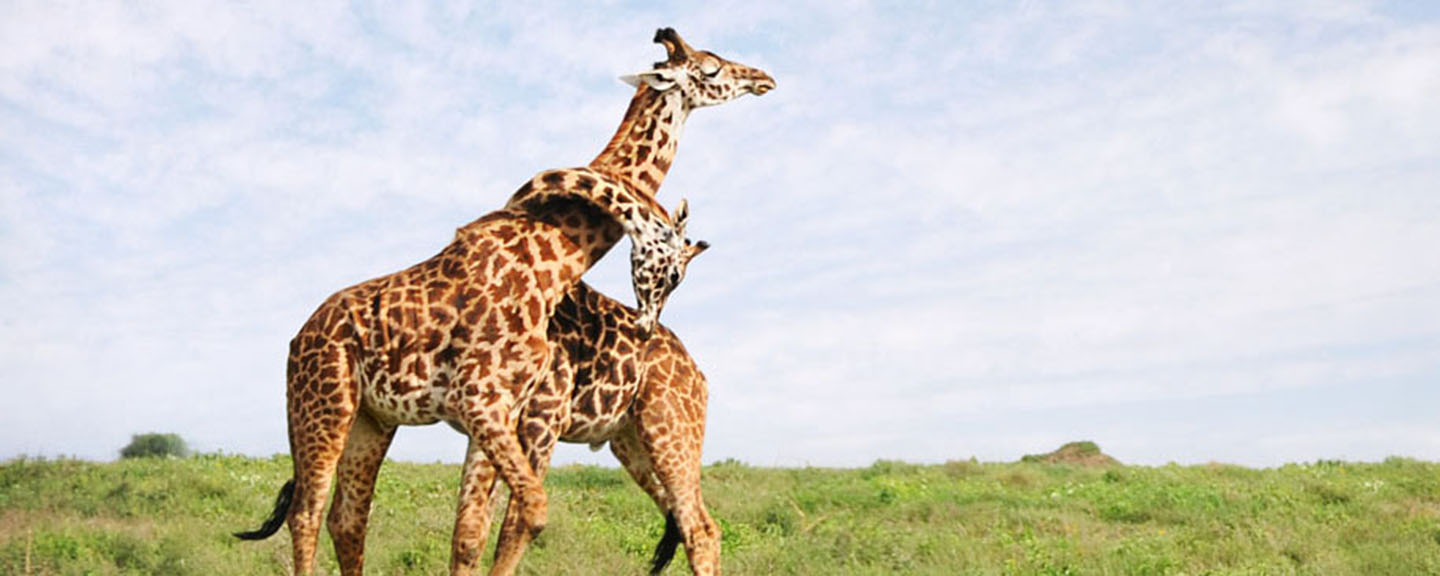 Tailor-made African Safaris