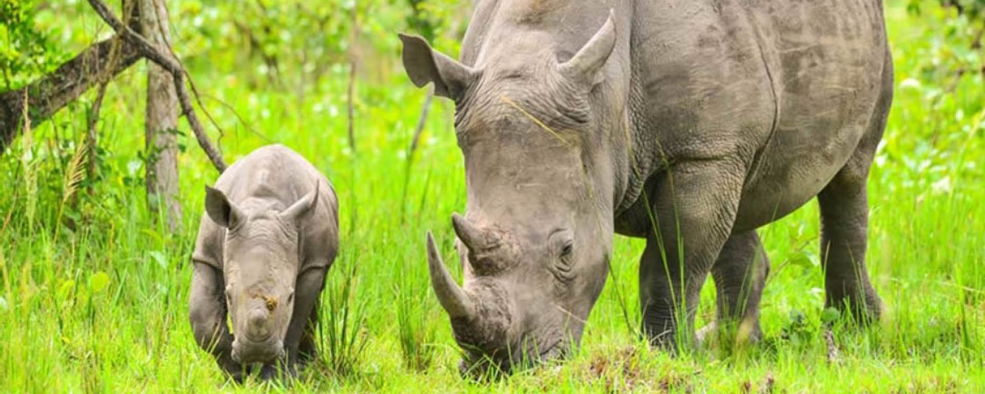 Tailor-made African Safaris