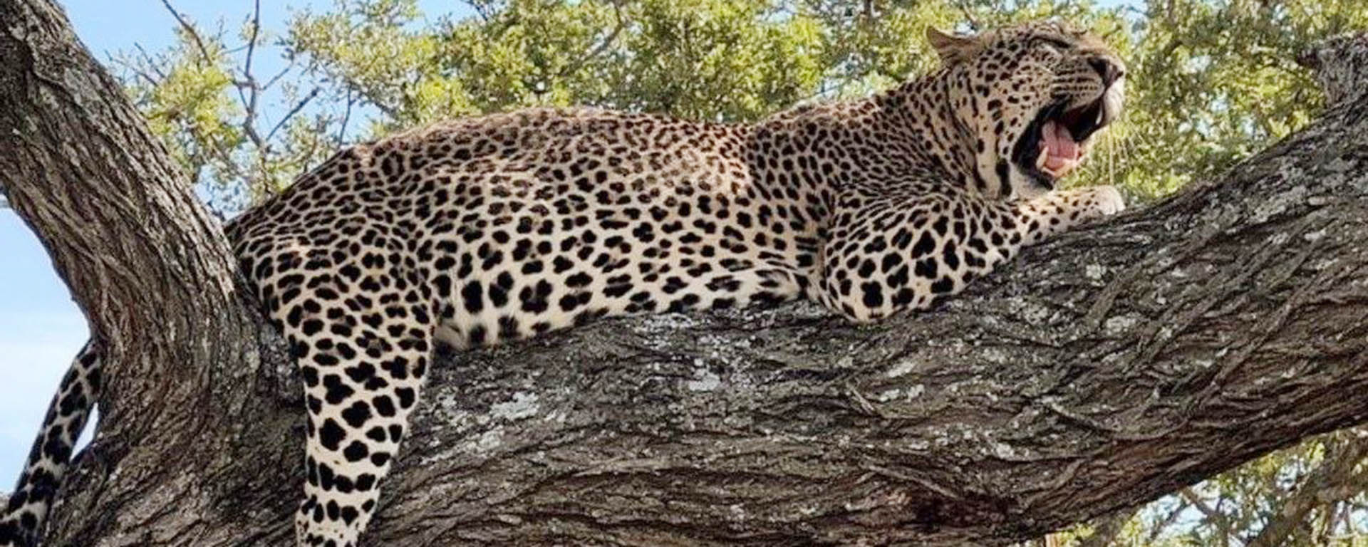 Tailor-made African Safaris